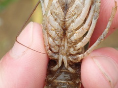 Faxonius rafinesquei