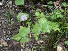 Geranium gracile
