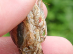 Faxonius rafinesquei