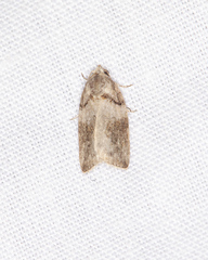 Garella