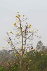 Cochlospermum religiosum