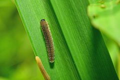 Rhadinoceraea micans