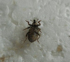 Curculionidae