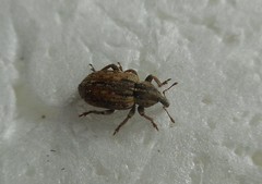 Curculionidae