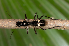 Ctenostoma