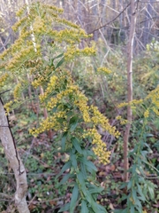 Solidago canadensis