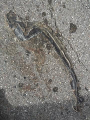 Coluber constrictor