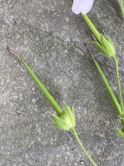 Geranium gracile