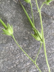 Geranium gracile