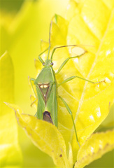 Savius diversicornis