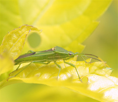 Savius diversicornis