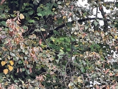 Psittacula krameri