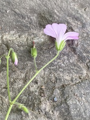 Geranium gracile