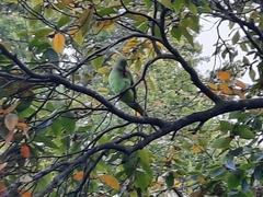 Psittacula krameri