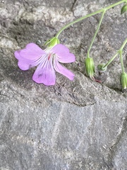 Geranium gracile