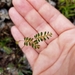 Phyllanthus pentaphyllus - Photo 由 EEL Program 所上傳的 (c) EEL Program，保留部份權利CC BY-NC