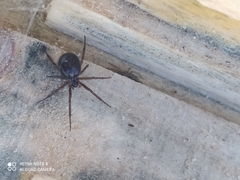 Steatoda nobilis