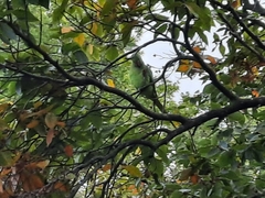 Psittacula krameri