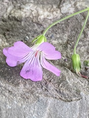 Geranium gracile