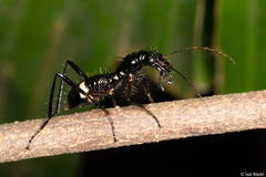 Ctenostoma