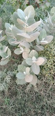 Calotropis procera