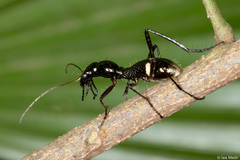 Ctenostoma