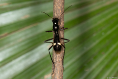 Ctenostoma