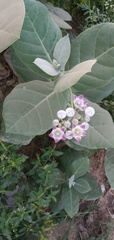 Calotropis procera