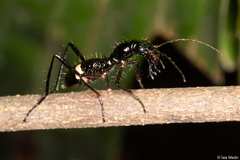 Ctenostoma