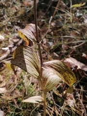 Epipactis helleborine