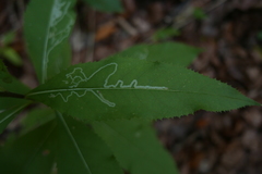 Phytomyza senecionis