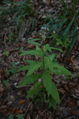 Phytomyza senecionis