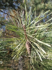 Pinus sylvestris