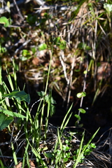 Carex bigelowii arctisibirica