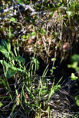 Carex bigelowii arctisibirica