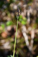 Carex bigelowii arctisibirica