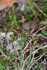 Carex bigelowii arctisibirica