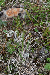 Carex bigelowii arctisibirica