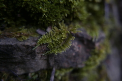 Ctenidium molluscum