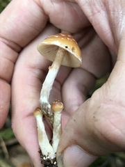 Leratiomyces squamosus