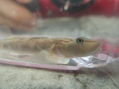 Rhinogobius candidianus