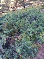 Juniperus communis hemisphaerica