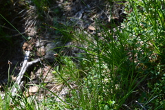 Carex bigelowii arctisibirica