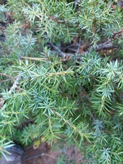 Juniperus communis hemisphaerica