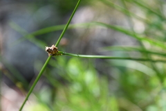Carex bigelowii arctisibirica