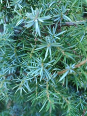 Juniperus communis hemisphaerica
