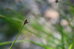 Carex bigelowii arctisibirica