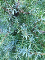 Juniperus communis hemisphaerica