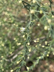 Asparagus cooperi