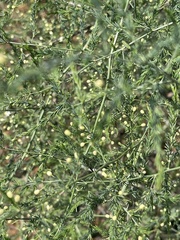 Asparagus cooperi